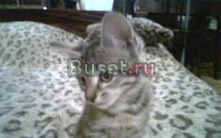 Отдам котенка Казань