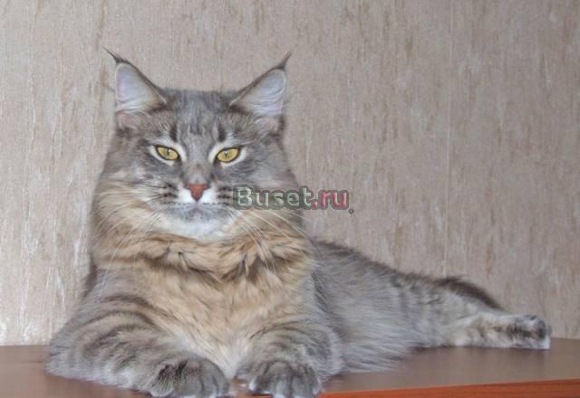 Питомник мейн кунов Victorycoon Москва