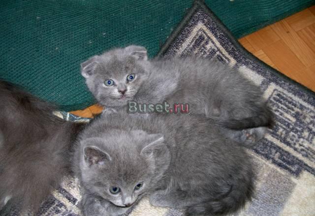 Котята скоттиш-фолд и страйт Санкт-Петербург