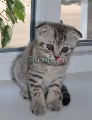 Шотландские вислоухие котята, 2мес Москва