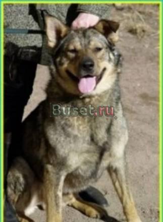 Рыбак-отличный охранник в загородный дом Санкт-Петербург