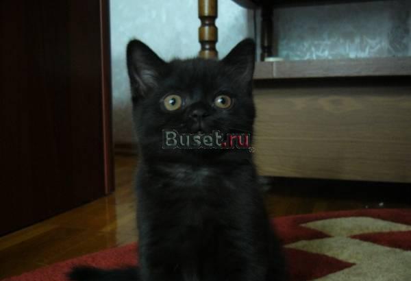 Британские и шотландские  котята Домодедово