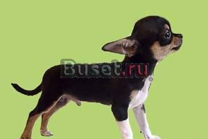 Чихуахуа щенков продаю Москва