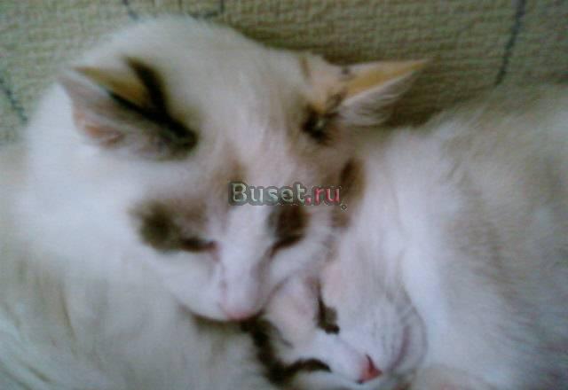 Белая кошечка Новокузнецк