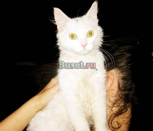 Котенок Яша. 5 месяцев Москва