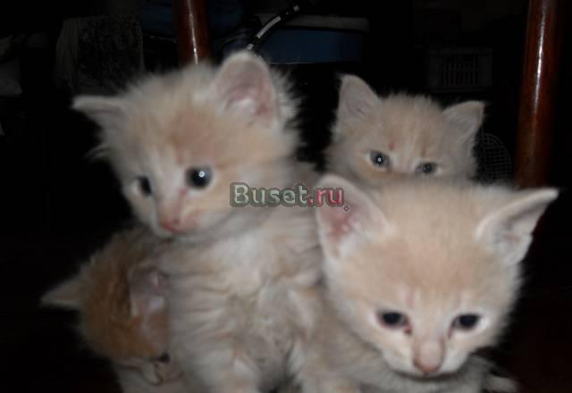 Котята в добрые руки Любучаны