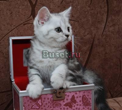 Шотландские  прямоухие котята медвежьего типа Москва