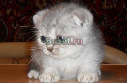 Котик шотландский вислоухий плюшка- вискас Москва