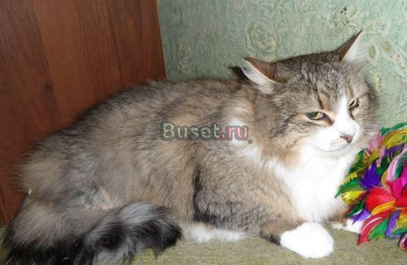 Котяра Ёршик в дар Москва
