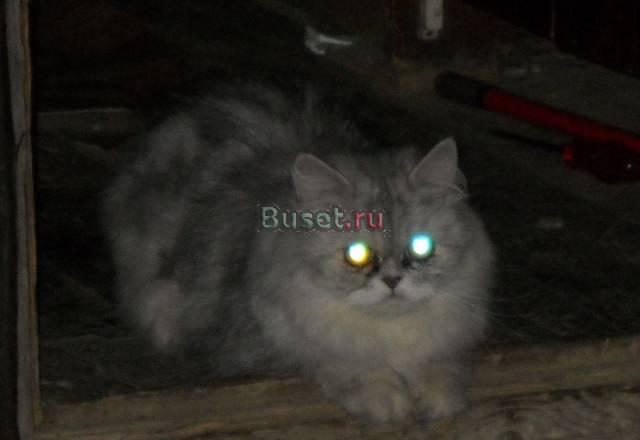 Кошку в добрые руки Москва