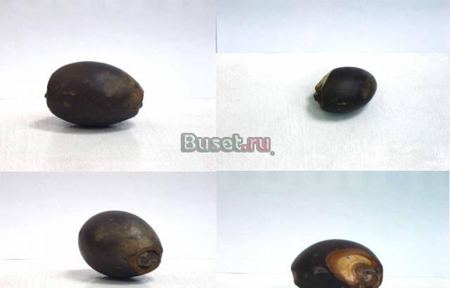 Старинное яйцо Волгоград