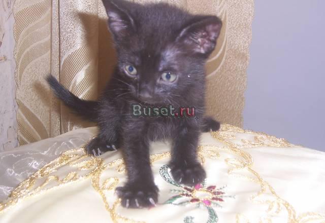 Котятки в добрые руки Фрязино