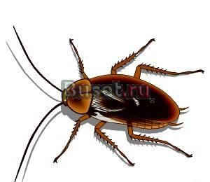 Уничтожение насекомых и грызунов в СПб и л.о Санкт-Петербург