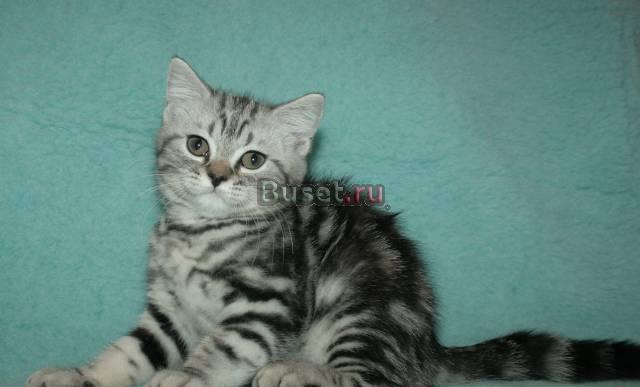 Британские котята, котик Вискас Москва