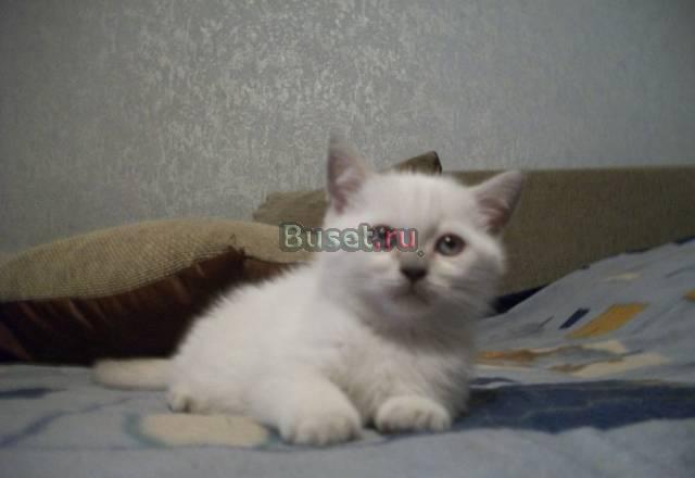 Шотландский прямоухий котик окраса лилак пойнт Москва