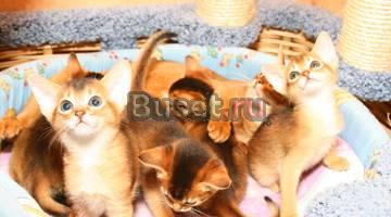Абиссинские котята продаются Москва