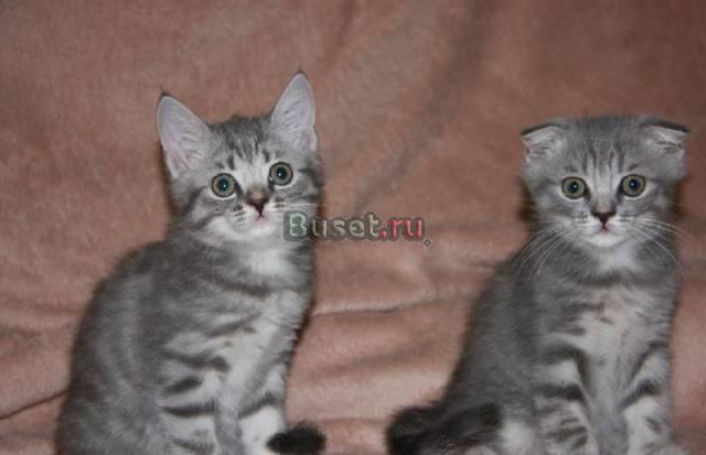 Шотландская кошечка и котик Москва