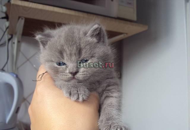 Британские котята Санкт-Петербург