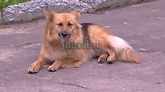 Собаку выкину из машины  нужен дом Ярославль