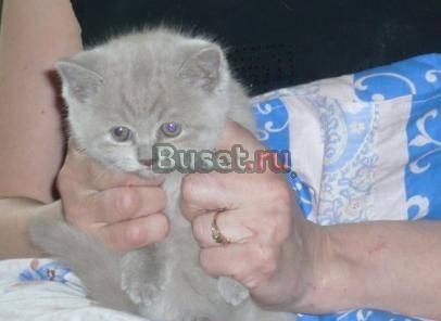 Голубые британские котята клубные Москва