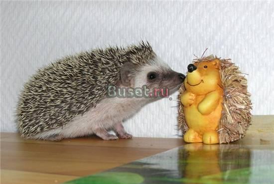 Продам ежика Москва