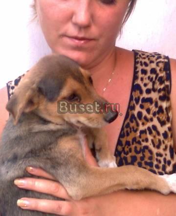 Подарю щенка Батайск