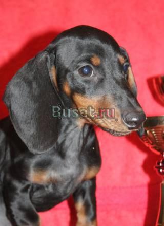 Такса миниатюрная  (карликовая) девочка, привитая Москва