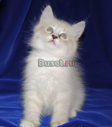Невские маскарадные котята от чемпиона мира Москва