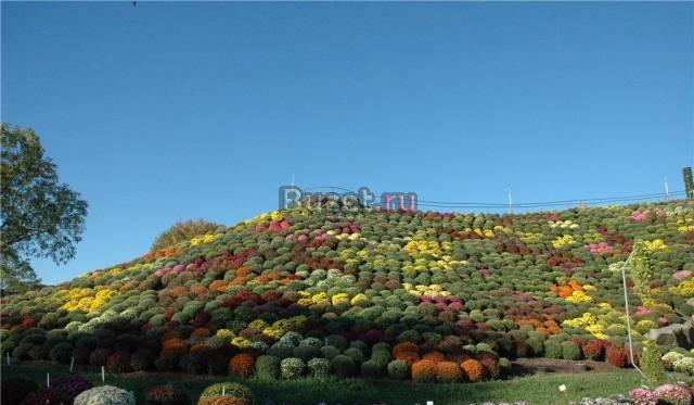 Многолетняя хризантема шаровидная Москва