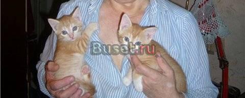 Рыжие котята в добрые руки Санкт-Петербург