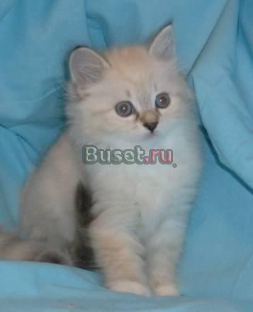 Невские маскарадные котята Москва