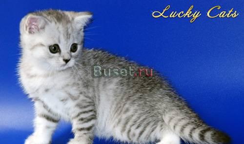 Кошечка Скотииш Страйт окраса "вискас" Москва