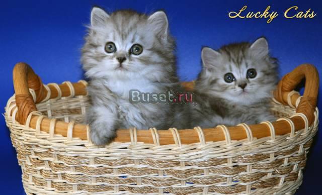 Шотландская дш, кошечка для семьи Москва