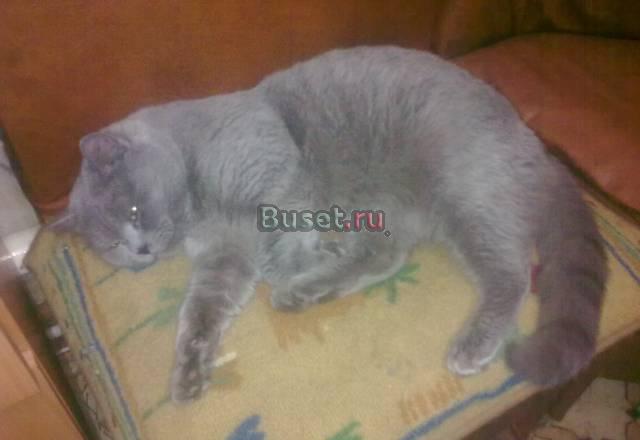 Британский кот и шотландский голубого окраса пригл Москва