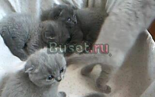 Вислоухие котята Владивосток