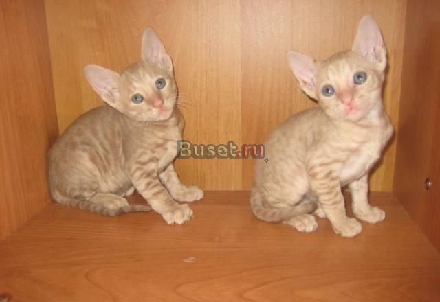 Котенок корниш-рекс Волгоград