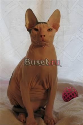 Кошечка донской сфинкс Москва