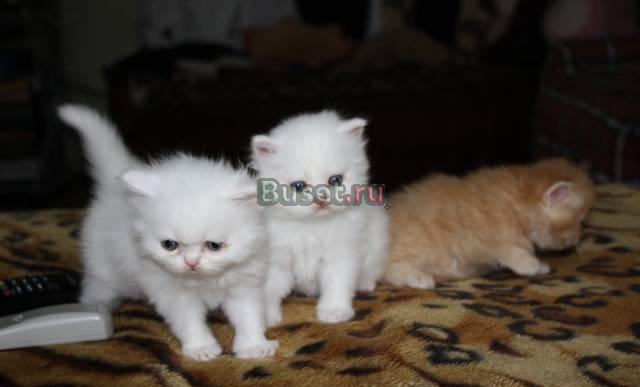 Маленькие котята 1.5 месяца Уфа