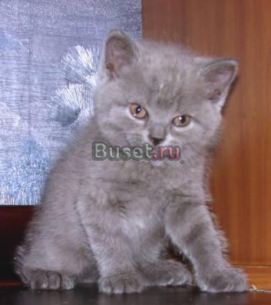 Голубая  кошечка Москва