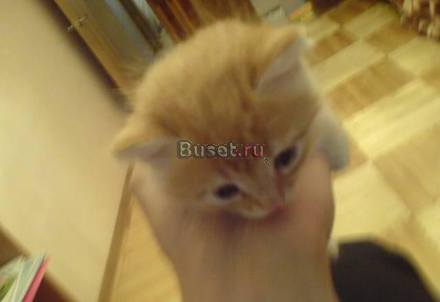 Отдам в добрые руки красивого рыжего котенка Москва