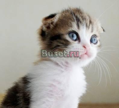 Скоттиш-фолд черепаха мраморная биколорная Тамбов