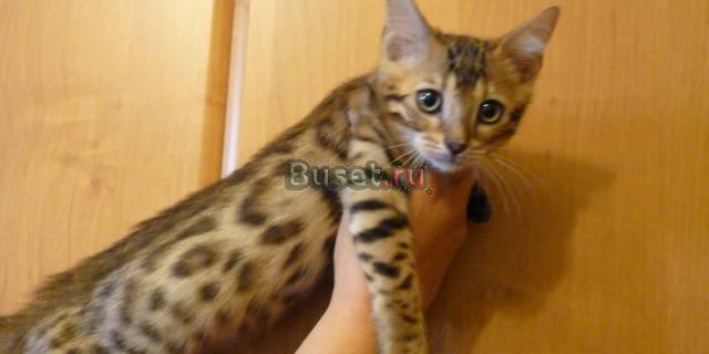 Бенгальские котята Москва