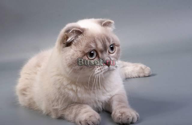 Продажа котят Москва