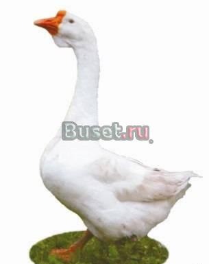Гуси породы Линдо Москва