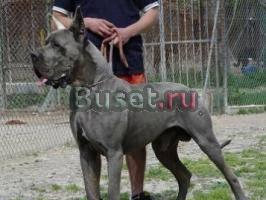 Щенки Немецкого дога Новосибирск