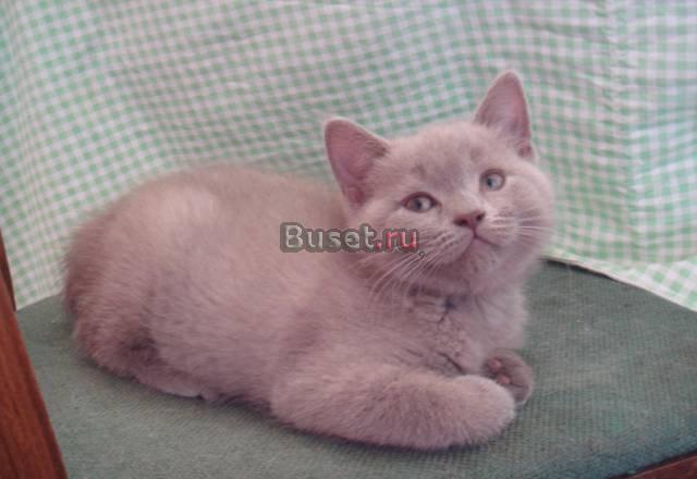 Шотландский прямоухий котенок Санкт-Петербург