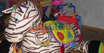 Большая зебра Санкт-Петербург