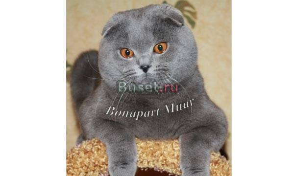 Вязка и котята Шикарный вислоухий кот приглашает Москва