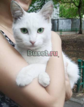 Котенок ждет доброго друга, хозяина Москва