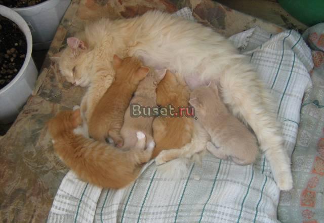 Очаровательные котята Казань